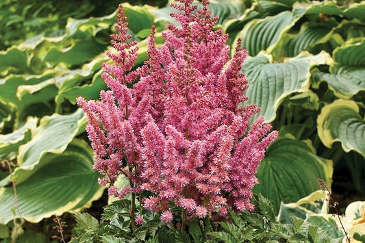 Creek Hill Nursery / Astilbe 'Vision in Pink'