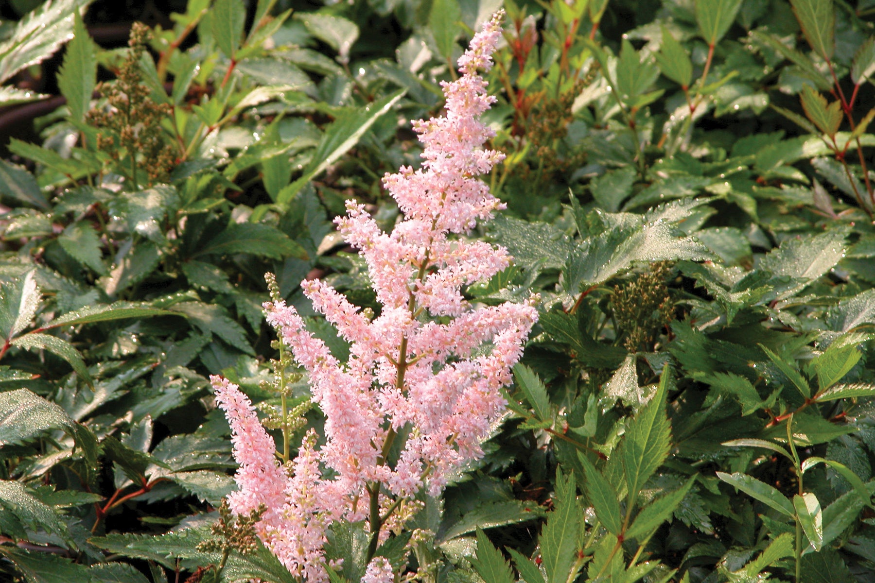 Creek Hill Nursery / Astilbe 'Peach Blossom'