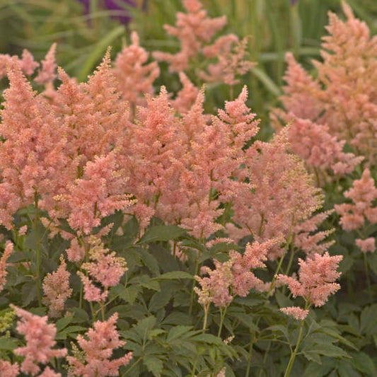 Astilbe 'Peach Blossom' Starter Perennial. Loves Shade, Does Sun. Easy to Grow.