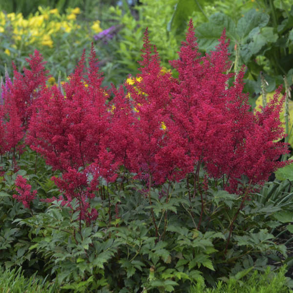 3 Astilbe 'Red Sentinel' Starter Perennials. Shade Loving Japanese Astilbe. Easy to Grow.