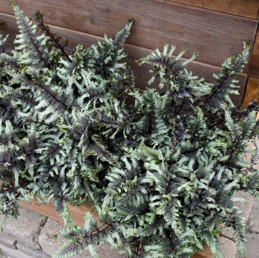 Athyrium niponicum 'Crested Surf' Starter Japanese Painted Fern. Double Crested, Loves Shade.