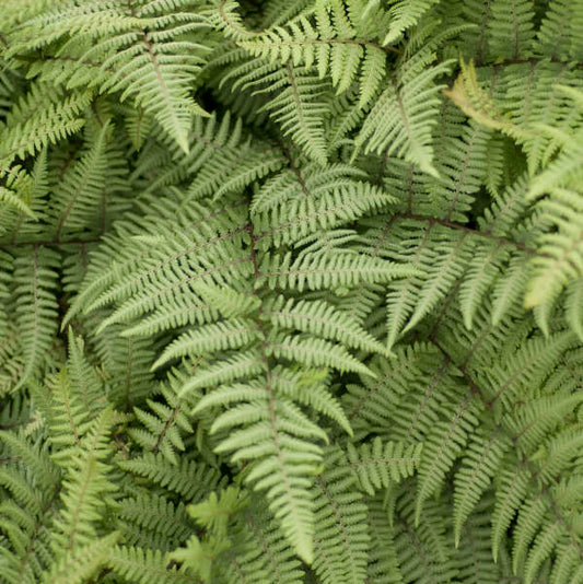 Athyrium 'Ghost' Fern. Low Maintenance, Loves Shade.