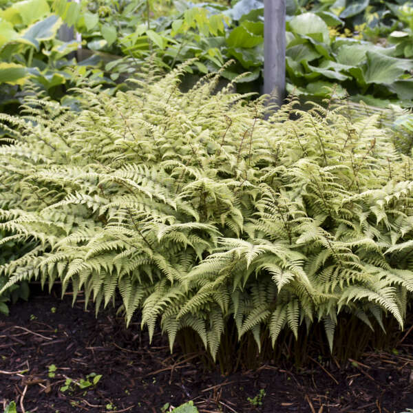 Athyrium 'Ghost' Fern. Low Maintenance, Loves Shade.