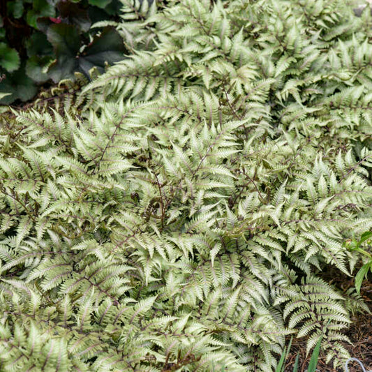 Athyrium 'Godzilla' Giant Japanese Painted Fern. Low Maintenance, Loves Shade.