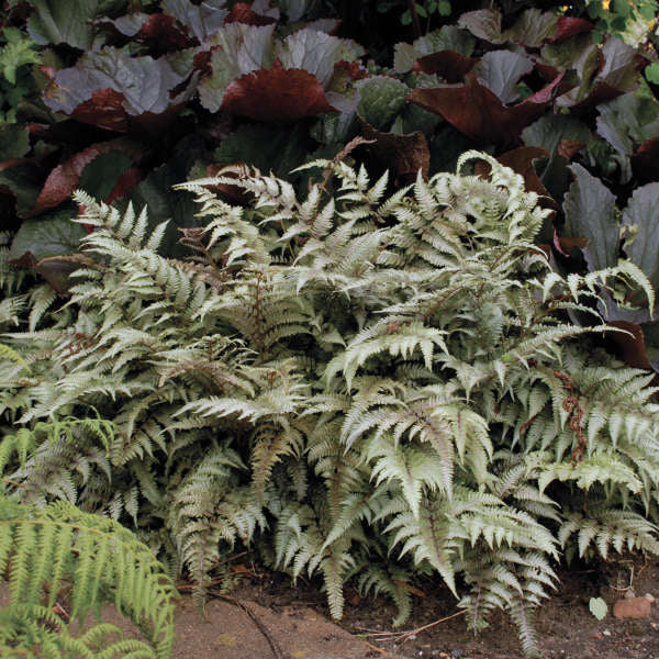 Athyrium niponicum 'Pictum' Live Starter Japanese Fern Perennial. Cool Colors.