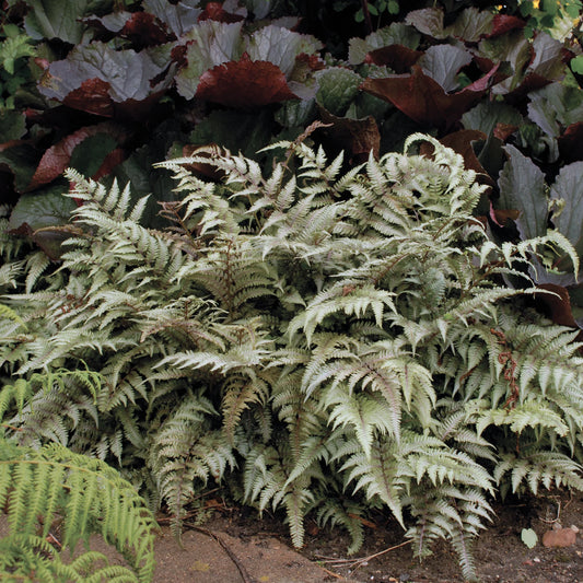 3 Athyrium niponicum 'Pictum' Live Starter Japanese Ferns Perennial. Cool Colors