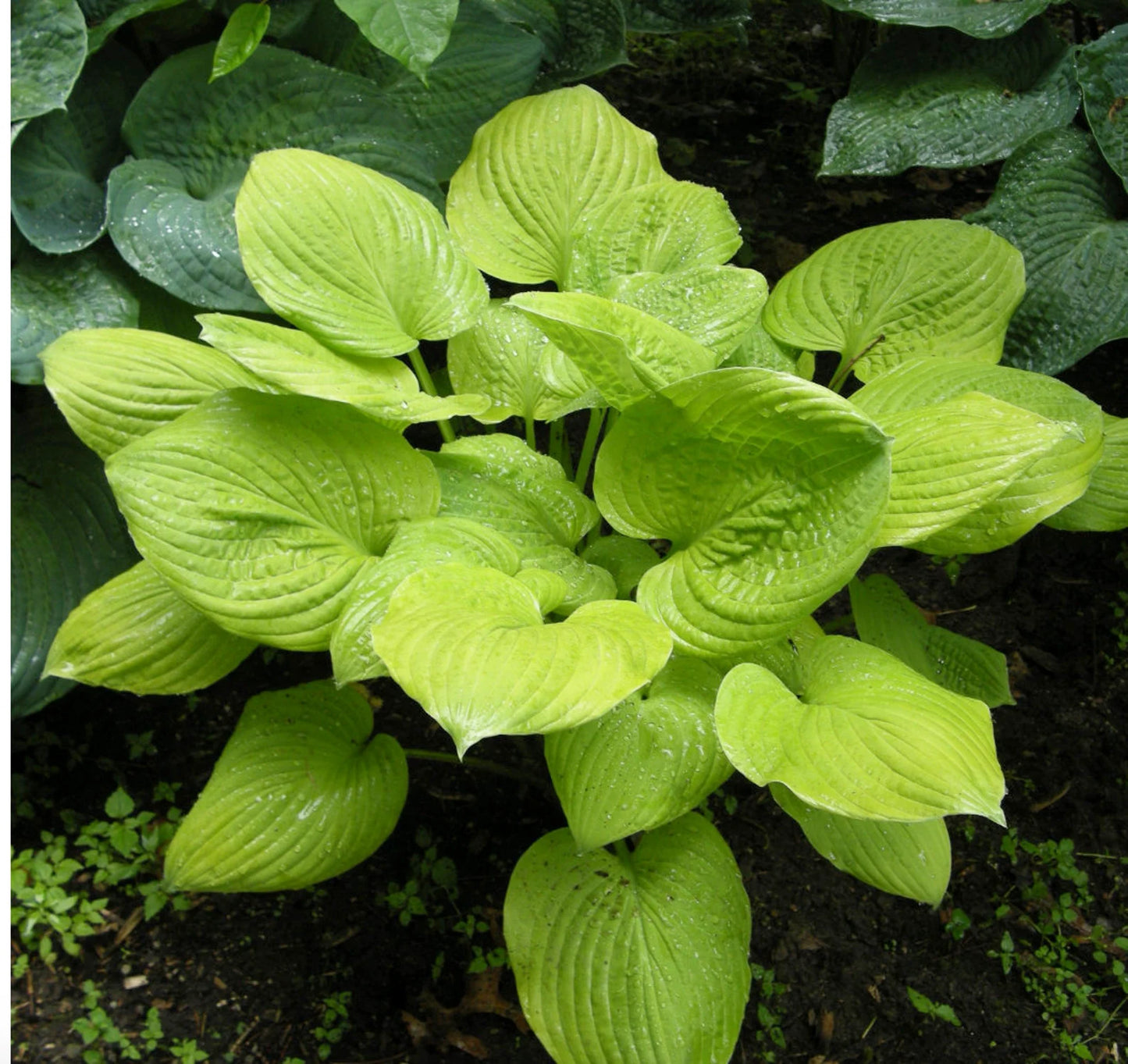 Banana Kid Starter Hosta. Great Roots. Loves Shade Super Easy to Grow.