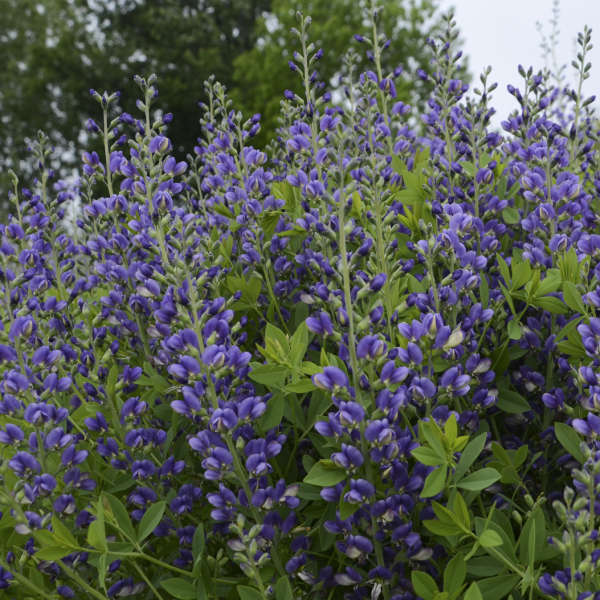3-Pack Baptisia 'Blueberry Sundae' False Indigo Perennial. Vibrant, Blue Flowers. Easy to Grow, Long-Living Polineator.