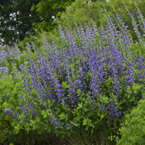 3-Pack Baptisia 'Blueberry Sundae' False Indigo Perennial. Vibrant, Blue Flowers. Easy to Grow, Long-Living Polineator.