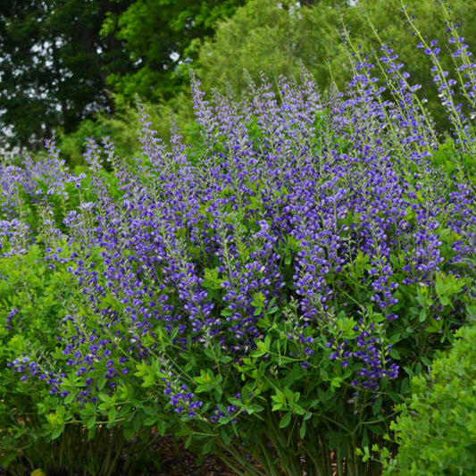3-Pack Baptisia 'Blueberry Sundae' False Indigo Perennial. Vibrant, Blue Flowers. Easy to Grow, Long-Living Polineator.