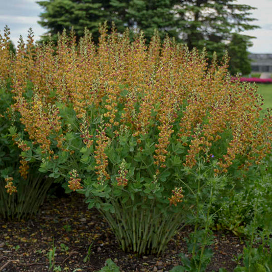 3-Pack Baptisia 'Cherries Jubilee' False Indigo Perennial. Easy to Grow, Long-Living Perennial with Deep Maroon Buds.