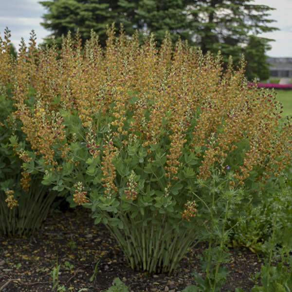 6-Pack Mixed Baptisia False Indigo. 1 ea. Blueberry Sundae, Grape Escape, Cherries Jubilee, Honey Roasted, Pink Lemonade, Pink Truffles