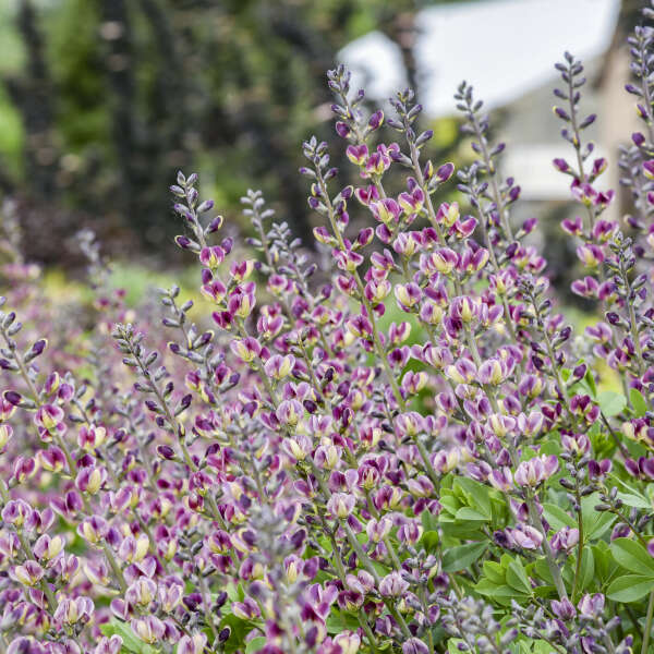 3-Pack Baptisia 'Grape Escape' False Indigo. Elegant Perennial, Long Purple Flowers, Easy to Grow, Little Maintenance.