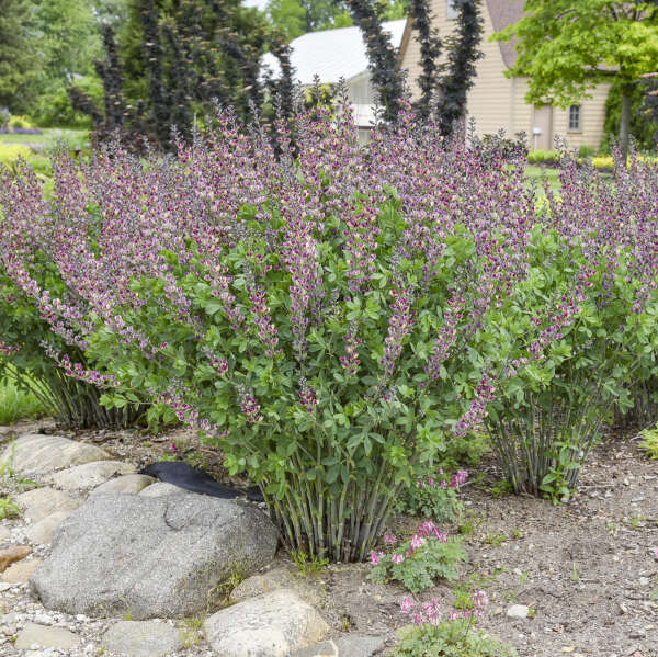 3-Pack Baptisia 'Grape Escape' False Indigo. Elegant Perennial, Long Purple Flowers, Easy to Grow, Little Maintenance.