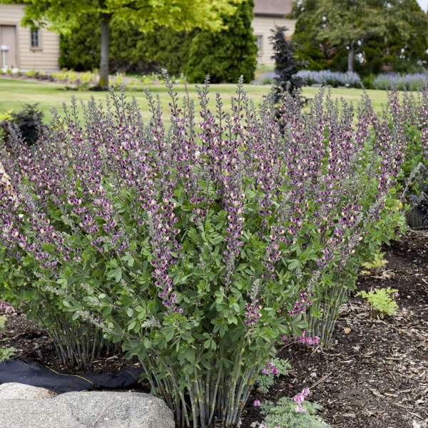 3-Pack Baptisia 'Grape Escape' False Indigo. Elegant Perennial, Long Purple Flowers, Easy to Grow, Little Maintenance.