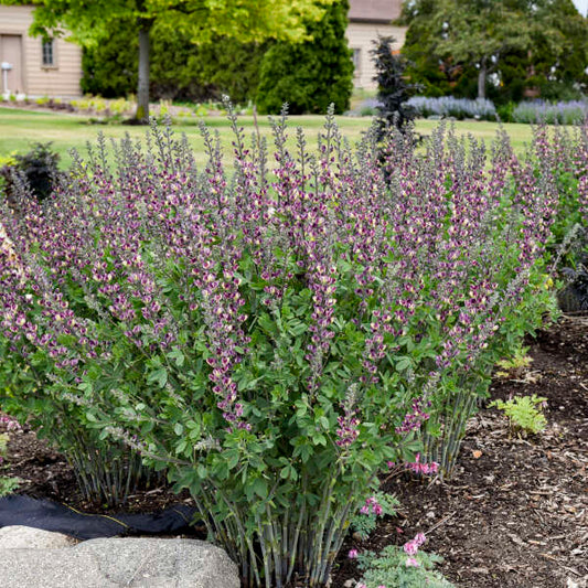 3-Pack Baptisia 'Grape Escape' False Indigo. Elegant Perennial, Long Purple Flowers, Easy to Grow, Little Maintenance.