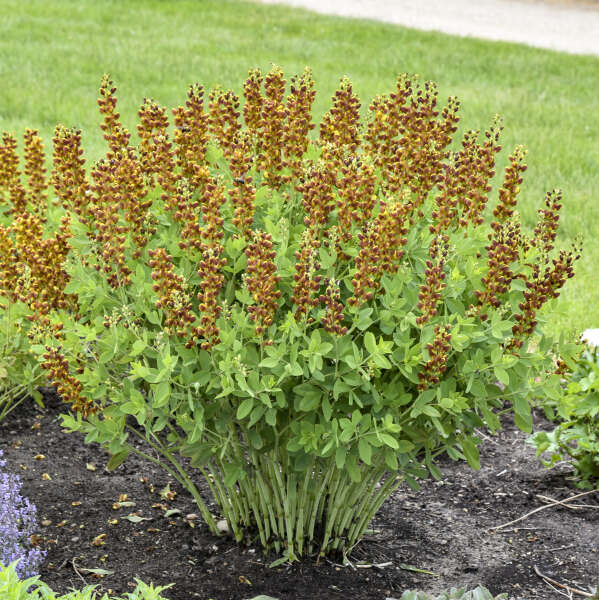 3-Pack Baptisia 'Honey Roasted' False Indigo Perennial. Stunning Colors. Easy to Grow. False Indigo. Ready to Plant.