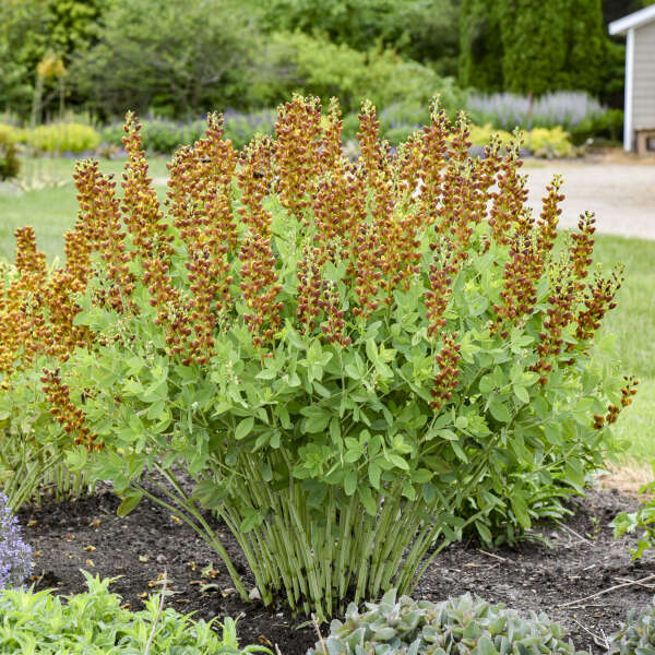 3-Pack Baptisia 'Honey Roasted' False Indigo Perennial. Stunning Colors. Easy to Grow. False Indigo. Ready to Plant.