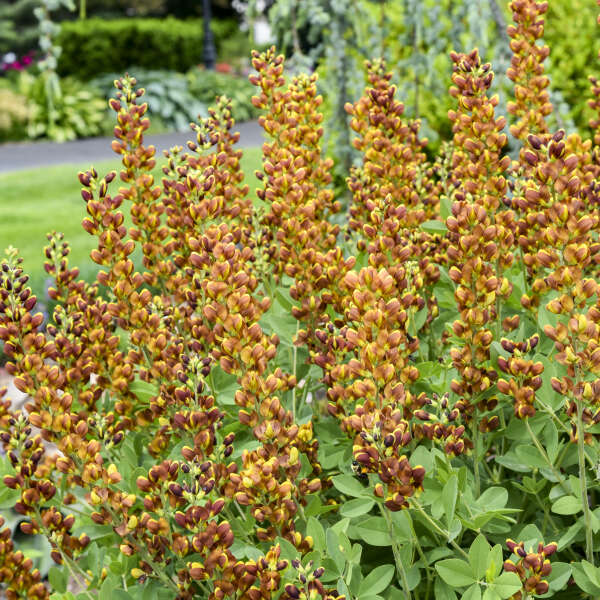 3-Pack Baptisia 'Honey Roasted' False Indigo Perennial. Stunning Colors. Easy to Grow. False Indigo. Ready to Plant.
