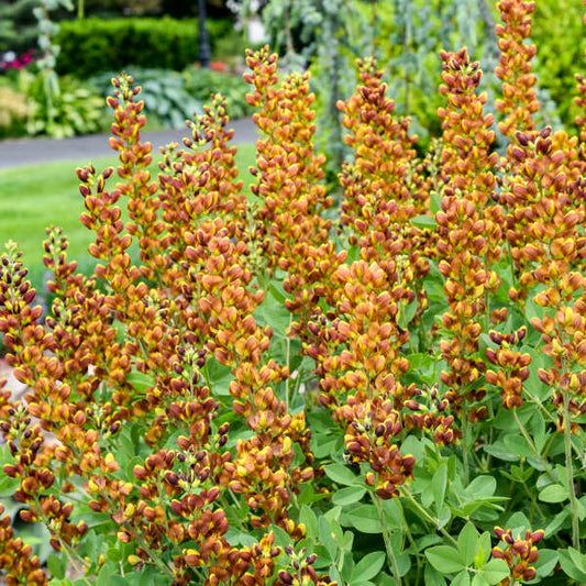 3-Pack Baptisia 'Honey Roasted' False Indigo Perennial. Stunning Colors. Easy to Grow. False Indigo. Ready to Plant.