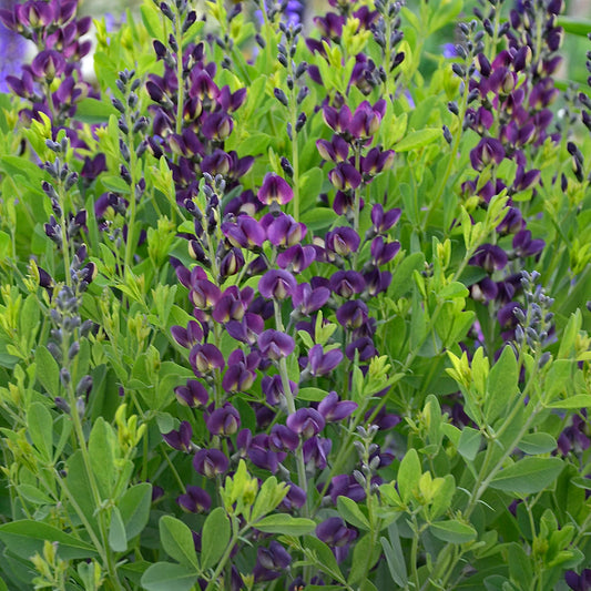 3 Mixed Colors Baptisia False Indigo Starter Perennial Plants. False Indigo. Stunning Colors.
