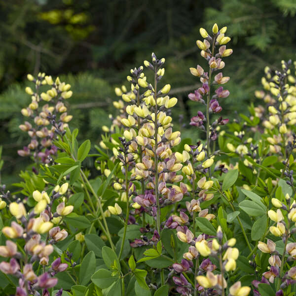3-Pack Baptisia 'Pink Lemonade' False Indigo Perennial. Stunning Colors. Easy to Grow. False Indigo. Ready to Plant.