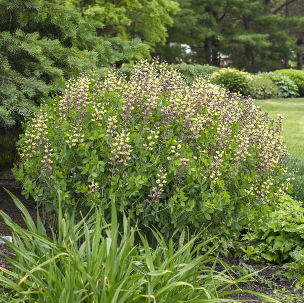 3-Pack Baptisia 'Pink Lemonade' False Indigo Perennial. Stunning Colors. Easy to Grow. False Indigo. Ready to Plant.