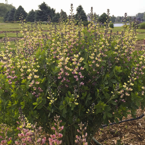 3-Pack Baptisia 'Pink Lemonade' False Indigo Perennial. Stunning Colors. Easy to Grow. False Indigo. Ready to Plant.