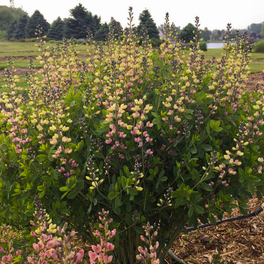 3-Pack Baptisia 'Pink Lemonade' False Indigo Perennial. Stunning Colors. Easy to Grow. False Indigo. Ready to Plant.