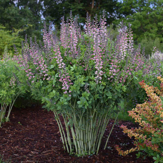 3-Pack Baptisia 'Pink Truffles' False Indigo Perennial. Stunning Colors. Easy to Grow. False Indigo. Ready to Plant.