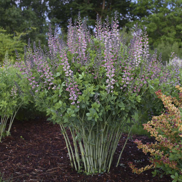 6-Pack Mixed Baptisia False Indigo. 1 ea. Blueberry Sundae, Grape Escape, Cherries Jubilee, Honey Roasted, Pink Lemonade, Pink Truffles