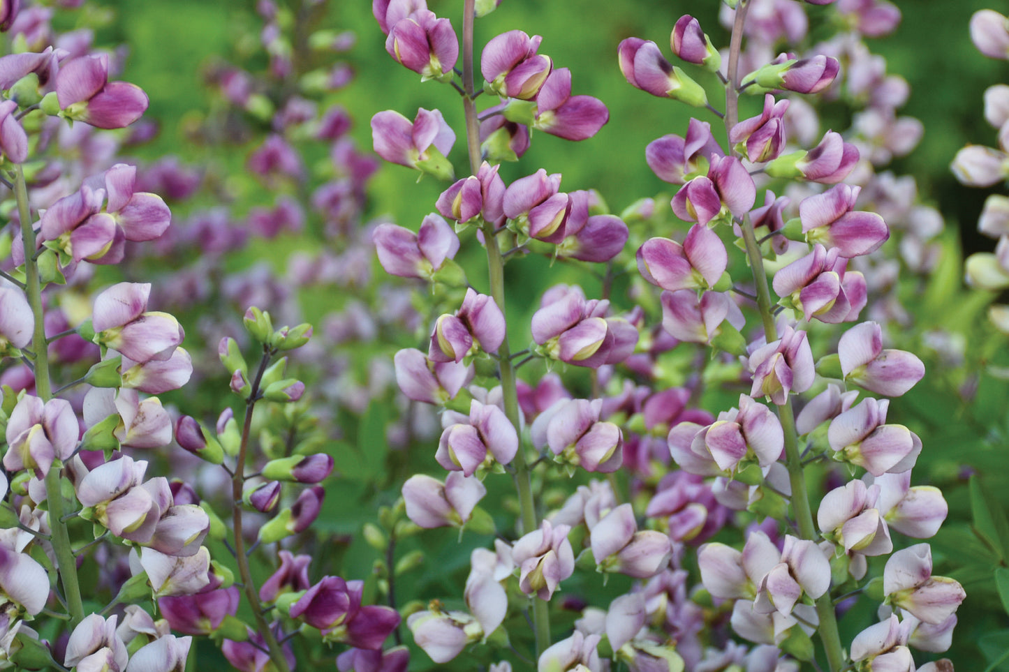 Creek Hill Nursery / Baptisia 'Plum Rosy'