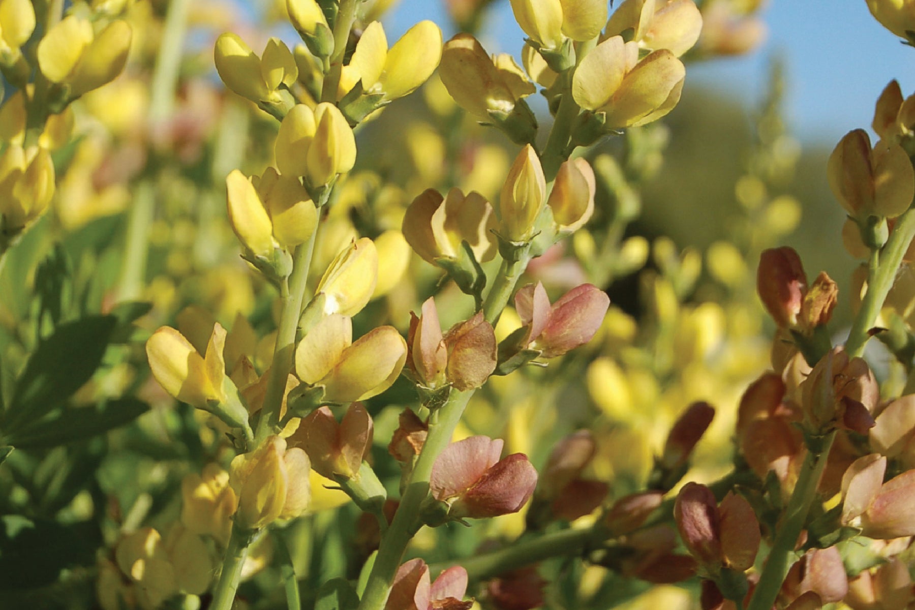 Creek Hill Nursery / Baptisia 'Solar Flare'
