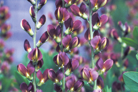 3-Pack Baptisia 'Twilite Prairieblues' False Indigo Perennial. Deep Purple Blooms, Lemon-Yellow Keels. Love Sun.
