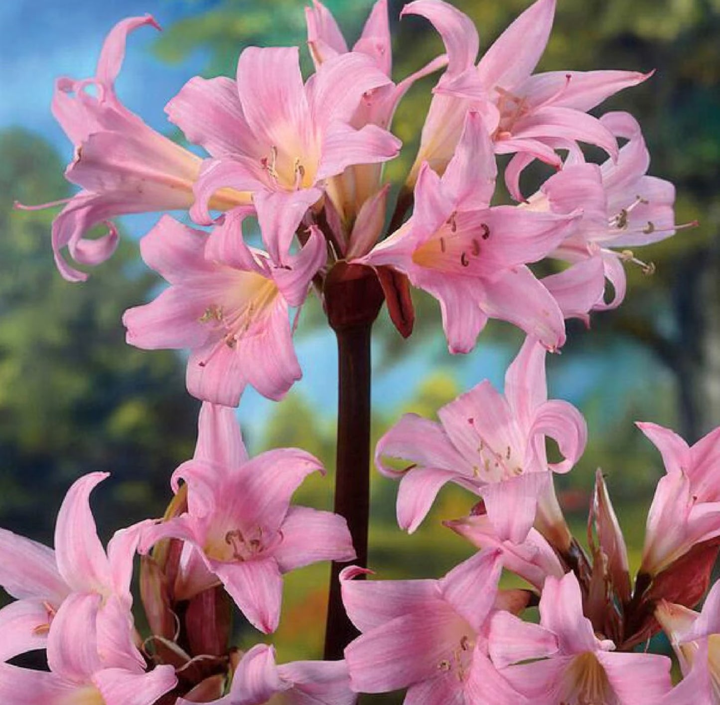3 Large Healthy Bellisima Amaryllis Belladonna Cape Lily Bulbs. Large Exquisite Pink Blooms.