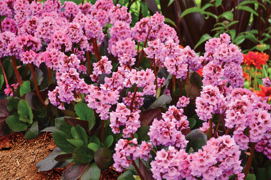 3 Bergenia 'Spring Fling' Pigsqueak Perennial Starters. Super Fun, Virtually Indestructible Cold Hardy Plant.