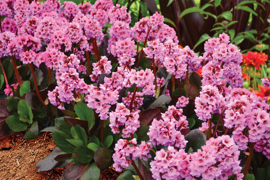 Hosta Kings's Newest Perennial Listings and Fresh Restocks – Page 2