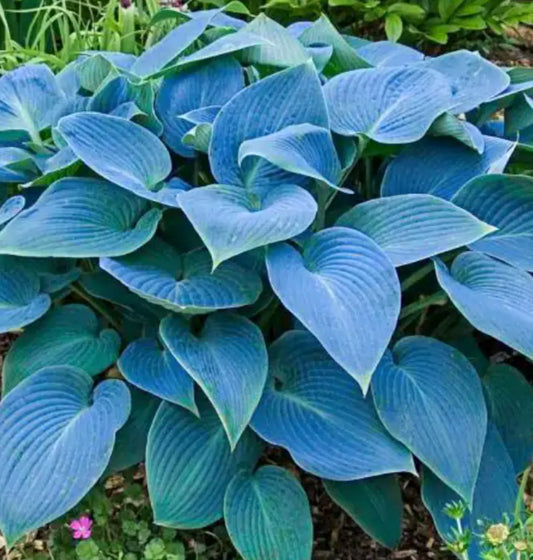 Bressingham Blue Hosta. Stunning color. Easy to Grow. Loves Shade.