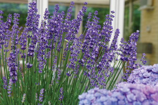 3 Big Time Blue English Lavender Starter Perennials. Cool Color. Super Fragrant.
