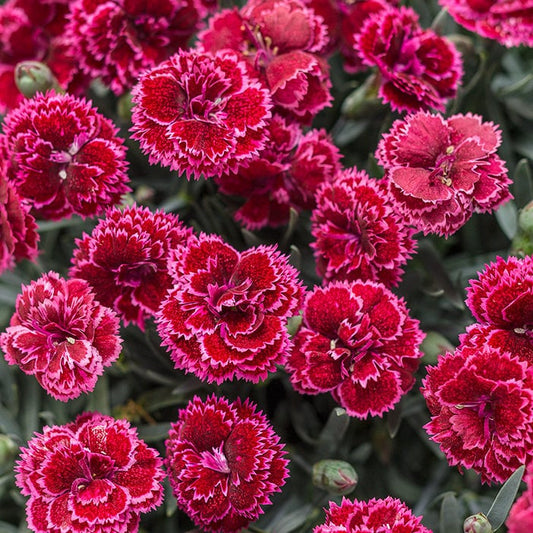 3 Lovely  Dianthus 'Cranberry Cocktail Perennial Plants. Loves Sun. Easy to Grow. Pollinator Stunning Color.