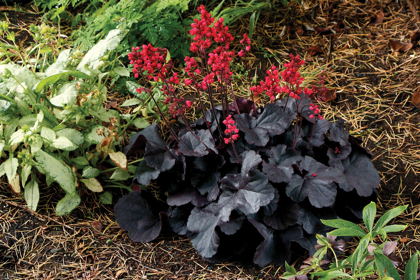 Creek Hill Nursery / Heuchera 'Black Forest Cake'