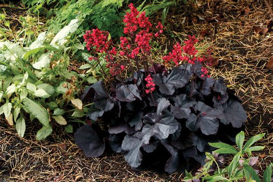 Creek Hill Nursery / Heuchera 'Black Forest Cake'