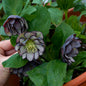 Helleborus WEDDING PARTY® Series Mix. Quick Order Form.