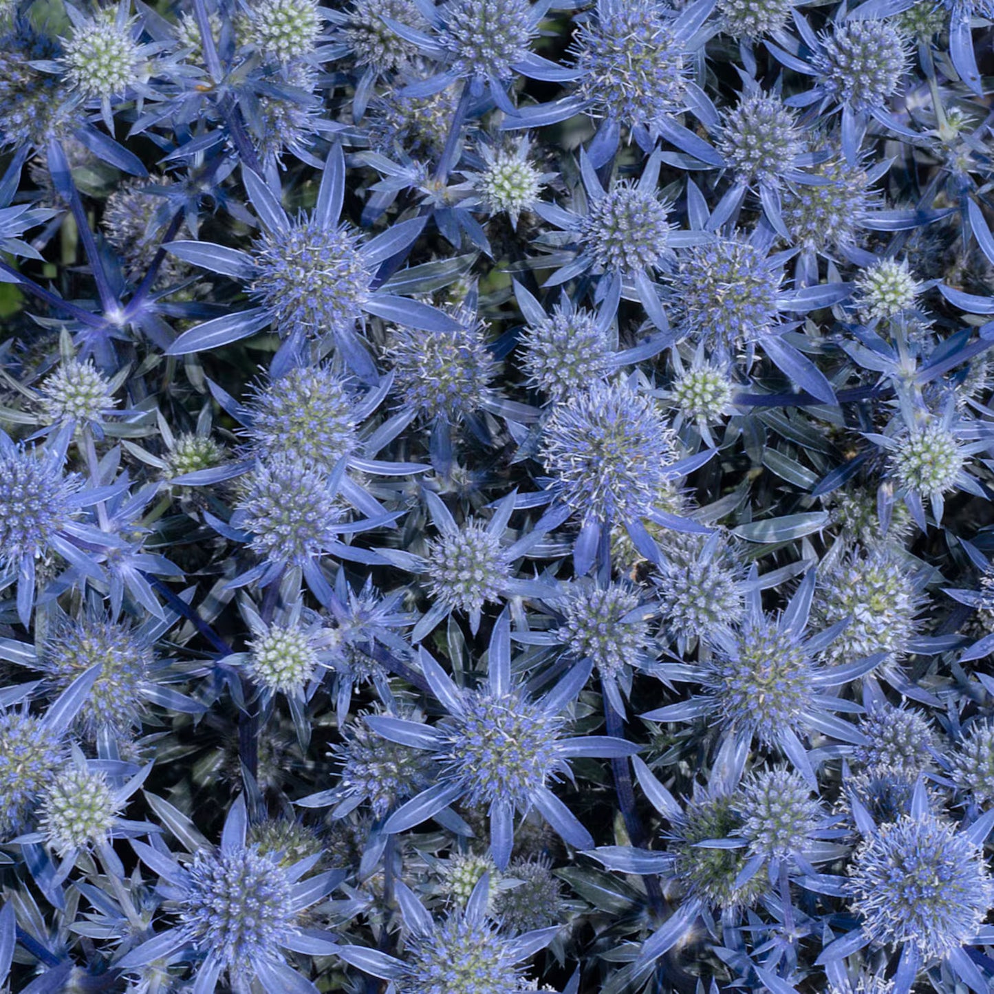 2 Live Eryngium planum 'Blue Glitter' Sea Holly starter Perennial Plants.