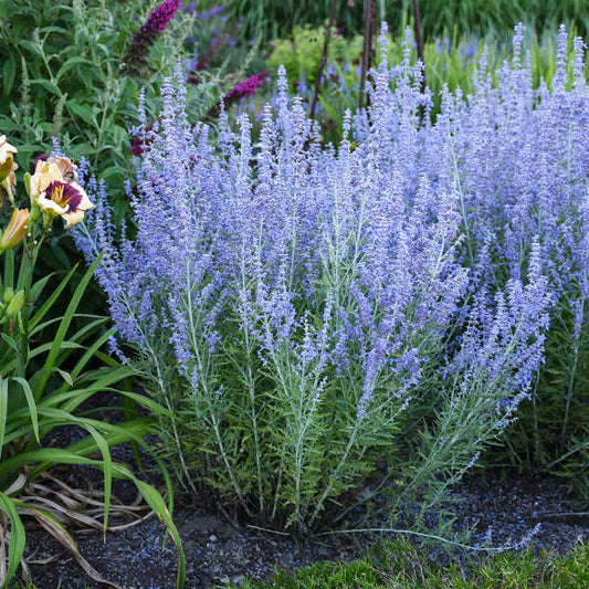 3-Pack Perovskia 'Blue Jean Baby' Russian Sage. Super Fragrant. Stunning Color.