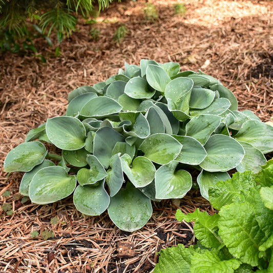 3-Pack Miniature Hosta Garden: 'Blue Mouse Ears', 'School Mouse' & 'Mini Skirt'