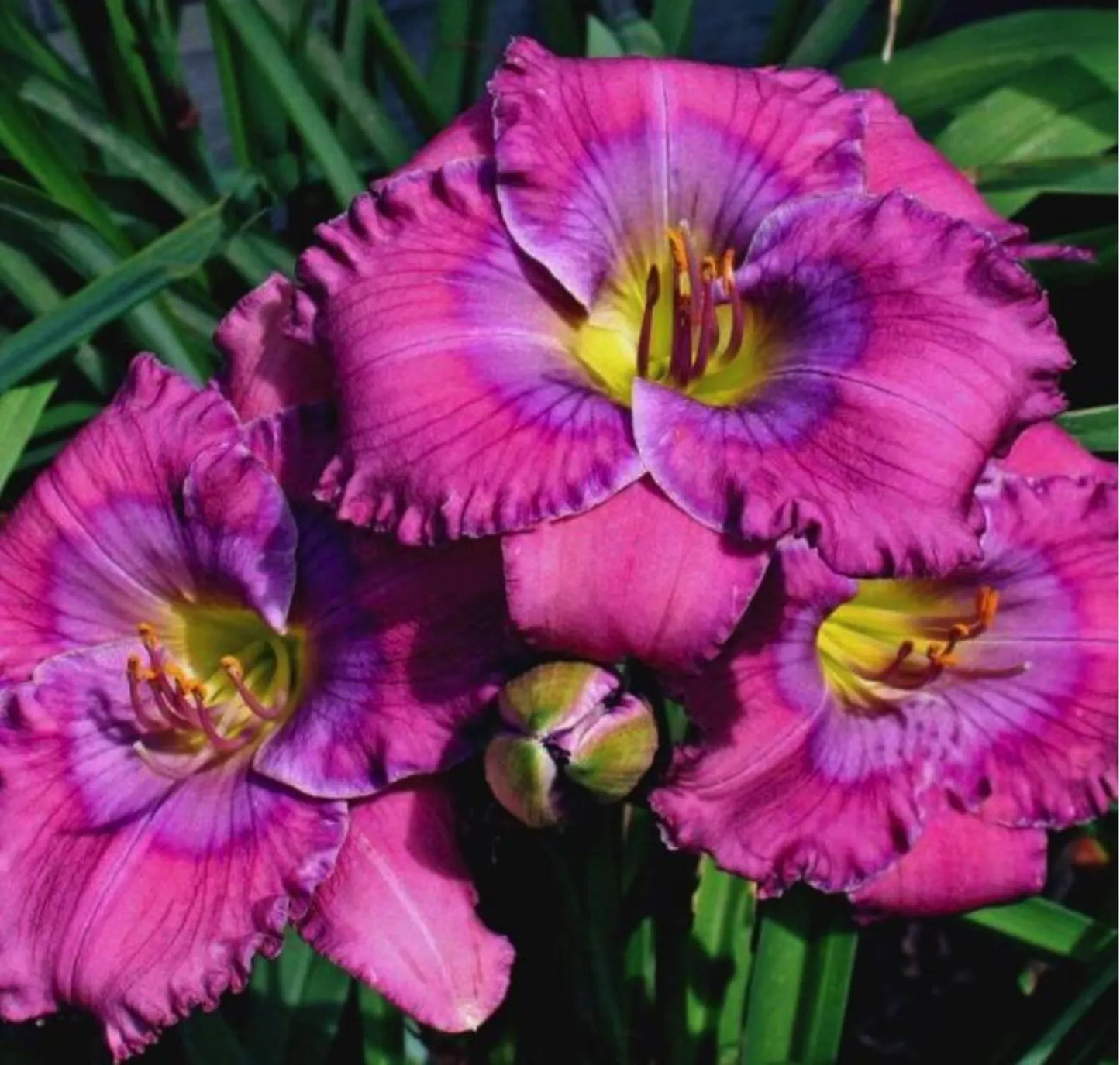 2 Lavender Blue Baby Daylily. Shipped Bareroot. Ready to Plant. Easy to grow