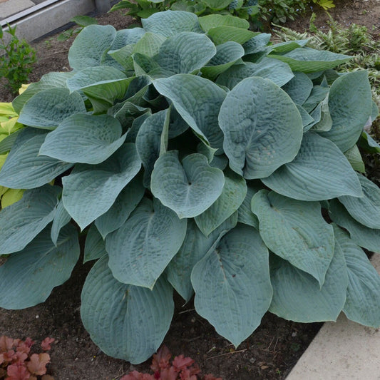 Blueberry Muffin Hosta. Super healthy. Cool Blue Color. Shipped Bareroot.