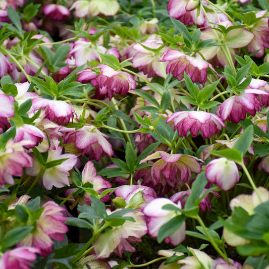 Walters Gardens, Inc. / Helleborus 'Blushing Bridesmaid'