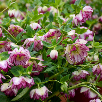 Blushing Bridesmaid Lenten Rose Perennial